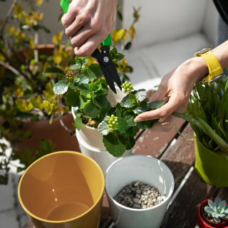 Seed Breed Landscape Nursery