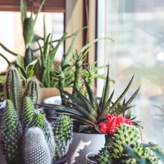 Seed Breed Landscape Nursery