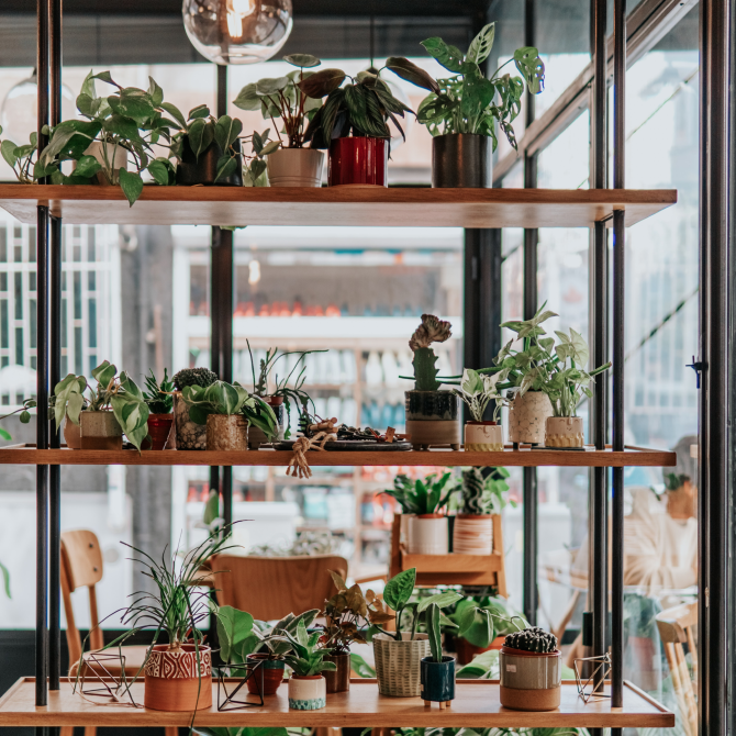 Seed Breed Landscape Nursery