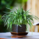 Seed Breed Landscape Nursery