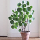 Seed Breed Landscape Nursery