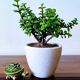 Seed Breed Landscape Nursery