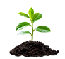 Seed Breed Landscape Nursery