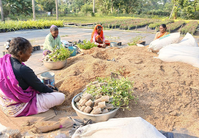 Seed Breed Landscape Nursery