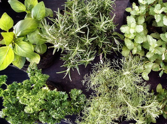 Seed Breed Landscape Nursery