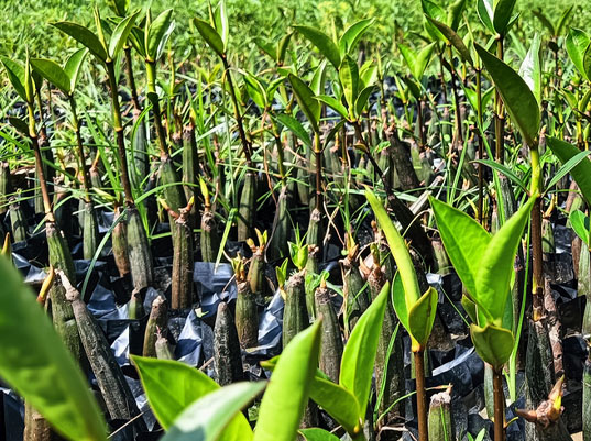 Seed Breed Landscape Nursery