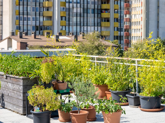 Seed Breed Landscape Nursery