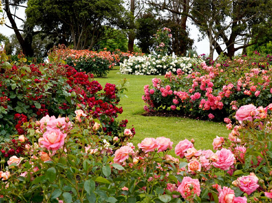 Seed Breed Landscape Nursery